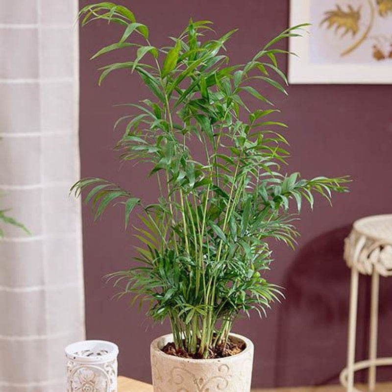 Houseplant Mix - 3 x 12cm Plants