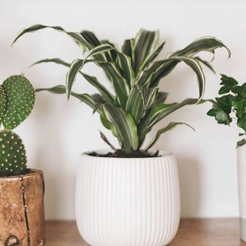 Mixed Houseplant Collection x 6 plants in 12cm Pots