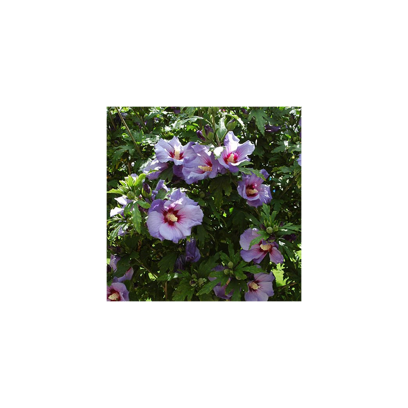 Standard Hibiscus Marina Blue
