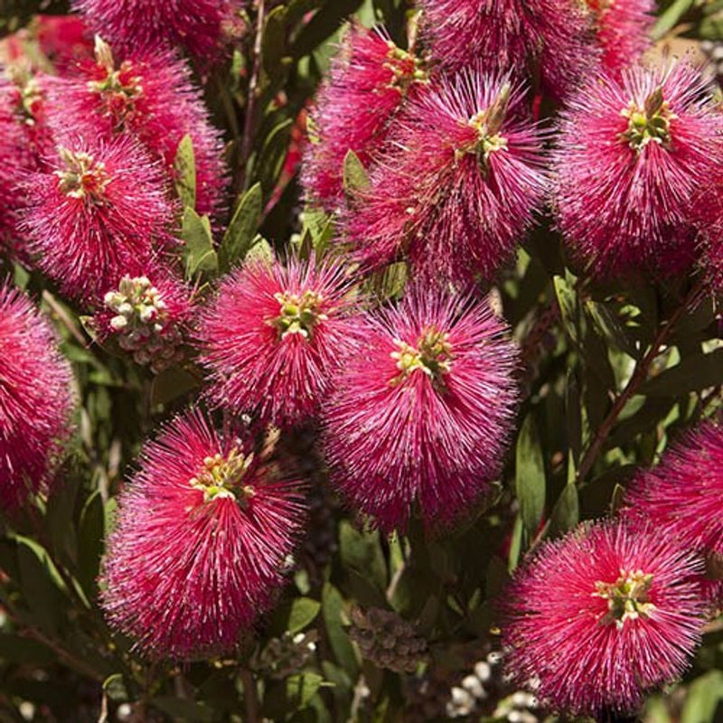 Bottlebrush Plant Callistemon Citrinus in 2.5L Pot