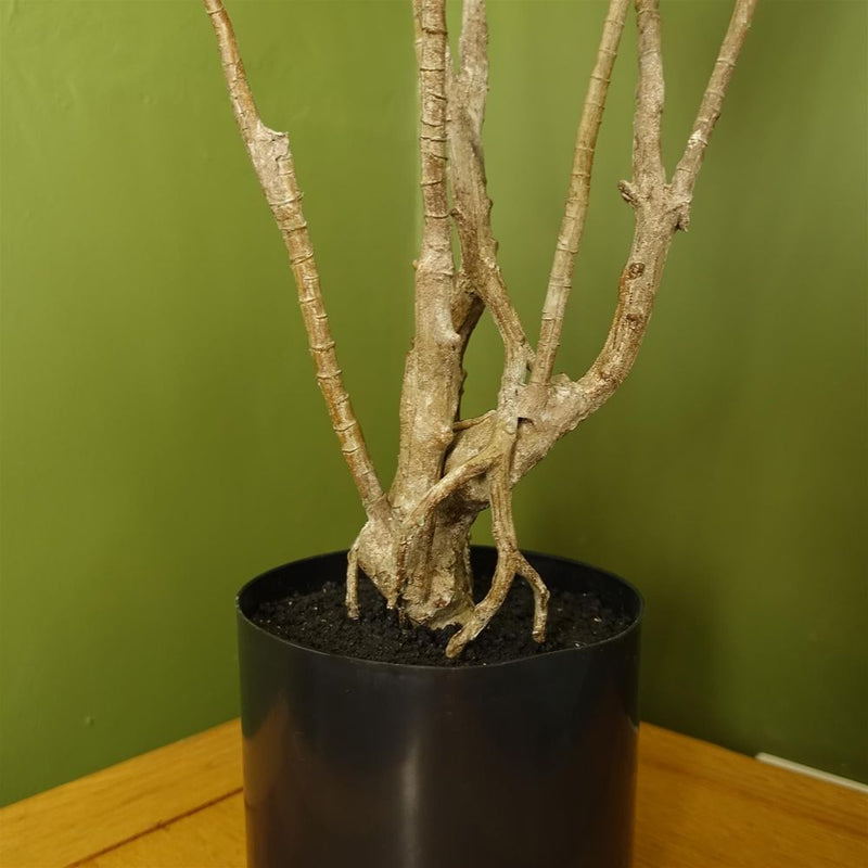 125cm Dragon Plant Dracaena Tree Artificial Natural Look