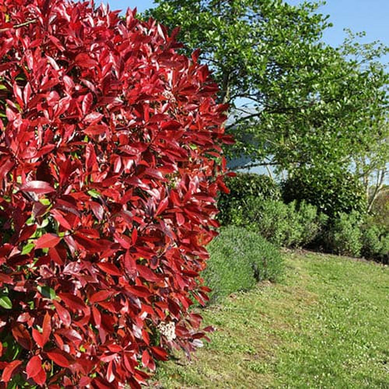 Photinia &