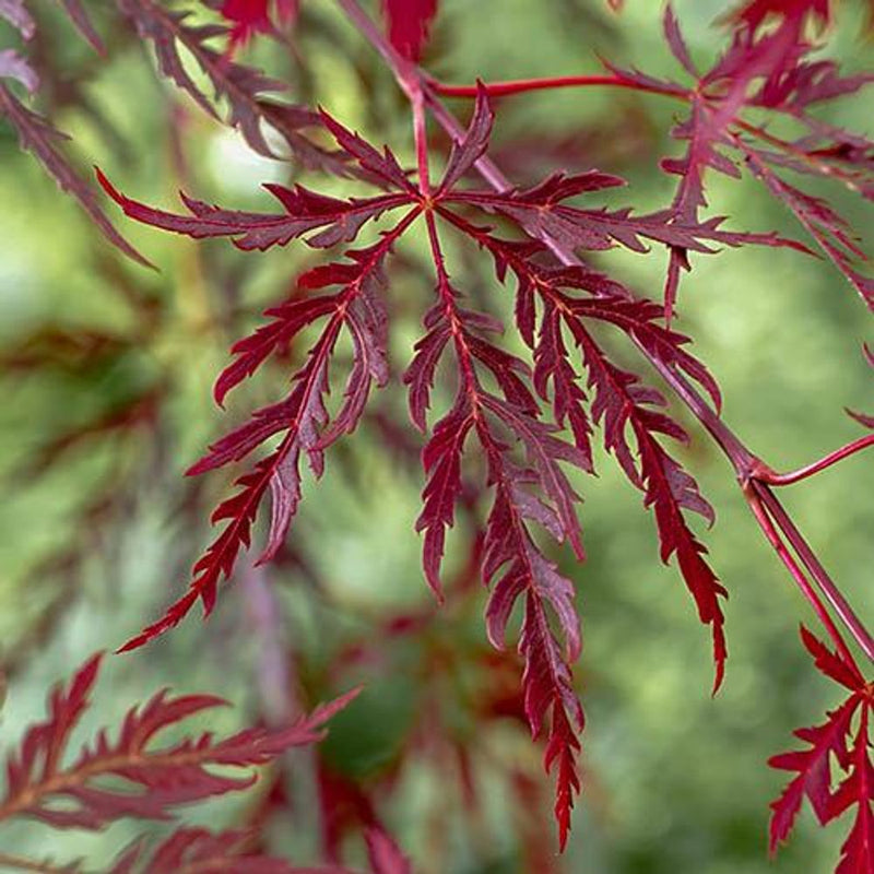 Acer Palmatum &