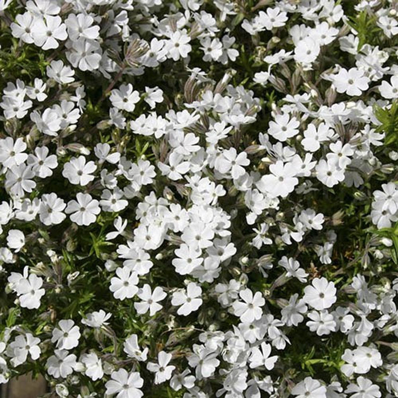 Creeping Phlox Subulata Collection x 12  Plug Plants