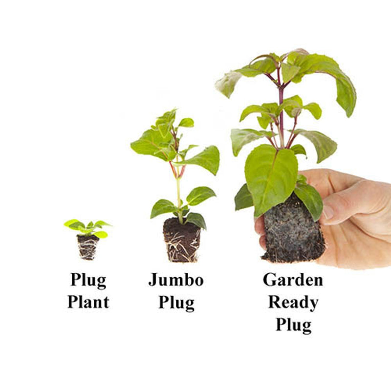Creeping Phlox Subulata Collection x 12  Plug Plants