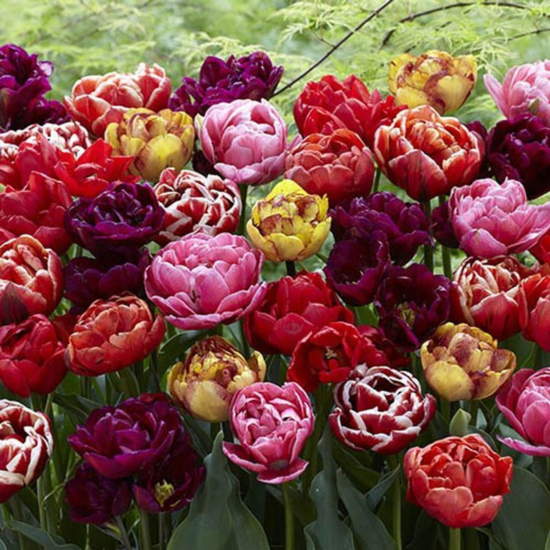 Tulip Springtime Doubles Bulbs x20