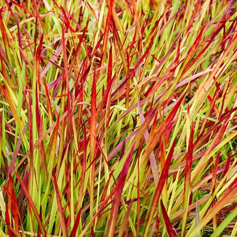Imperata &