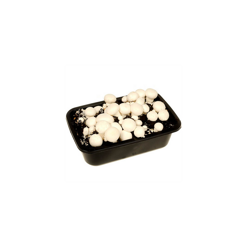 Grow Your Own Mushroom Kit