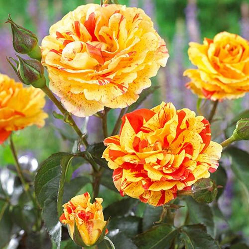 Rose &
