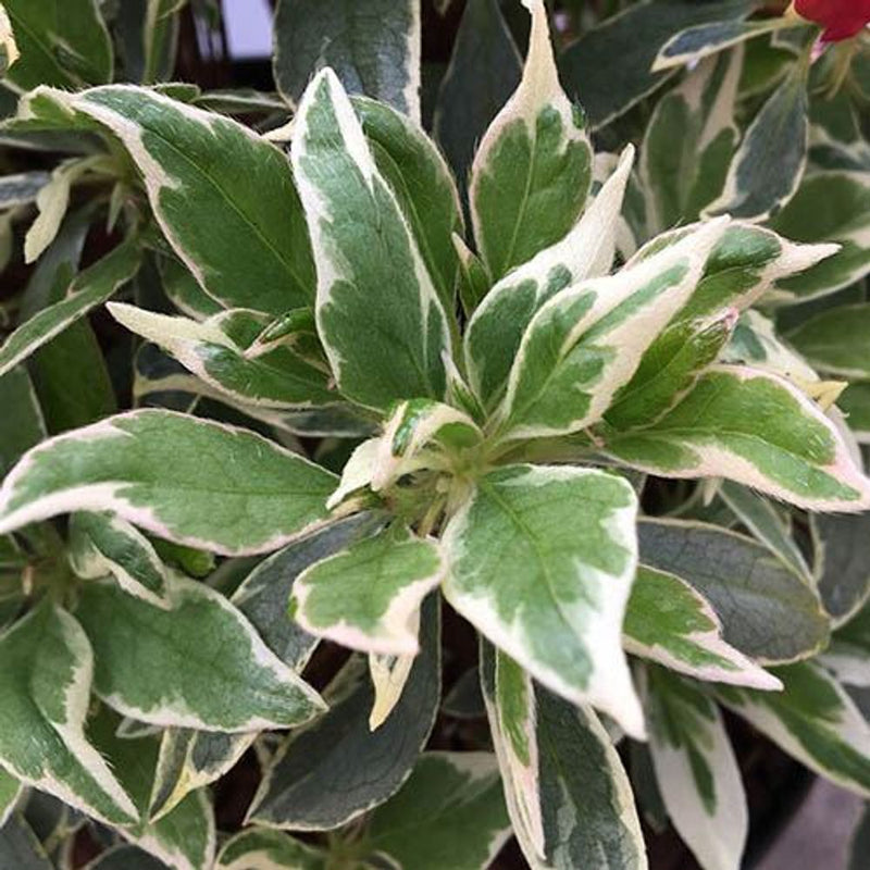 Rhododendron Bollywood 3L Pot