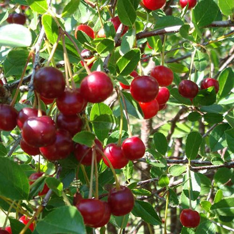 Cherry Bush &