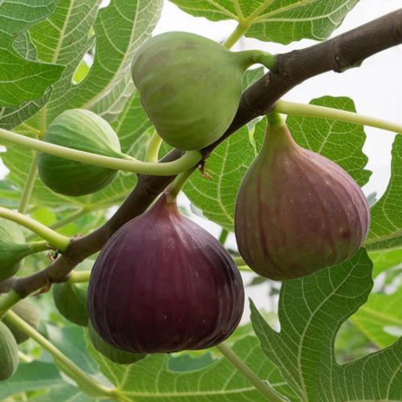 Fig &