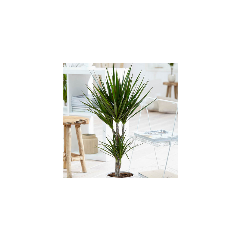 Dracaena Marginata 2 stem - 17cm pot