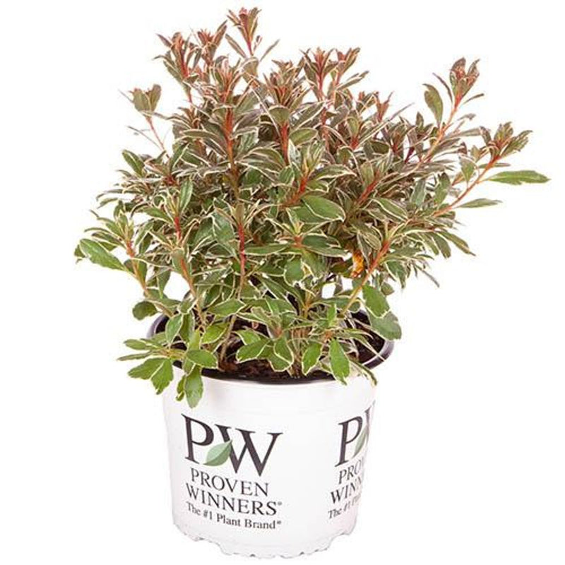 Rhododendron Bollywood 3L Pot