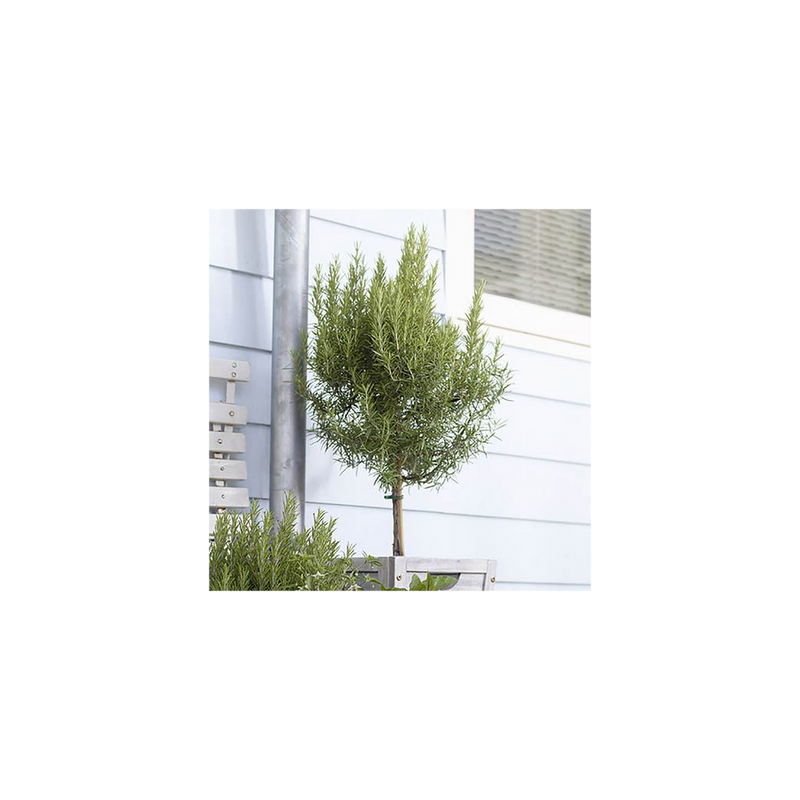 Standard Rosemary in 3L Pot