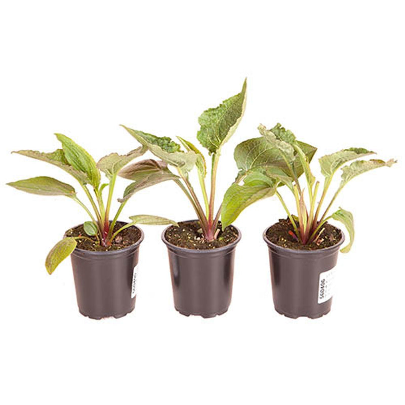 Echinacea Green Twister x 3 Plants in 9cm Pots
