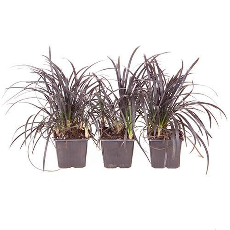 Ophiopogon Black Dragon Grass x 3 Plants in 9cm Pots
