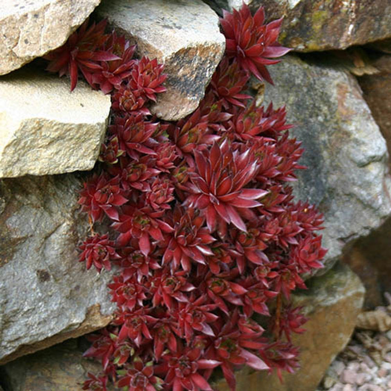 Sempervivum Collection Set of 12 Plug Plants