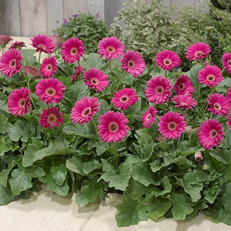 Hardy Gerbera &
