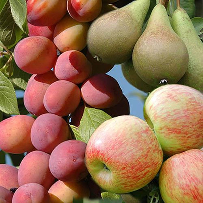 Mini Orchard Fruit Tree Collection