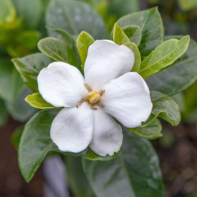 Gardenia &