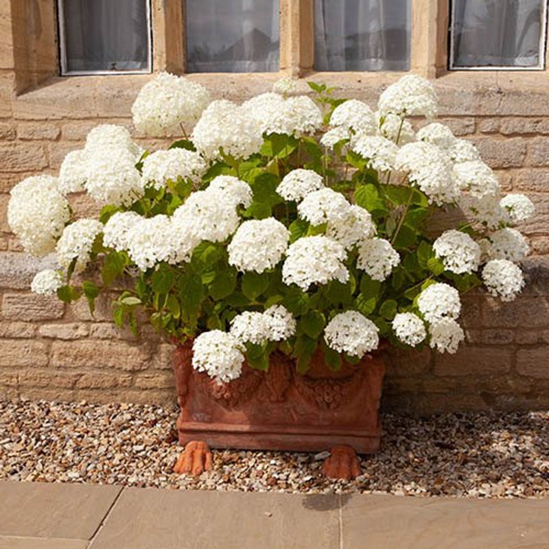Hydrangea &