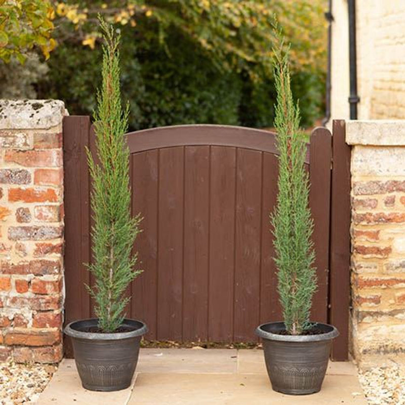 Pair of Italian Cypress Trees 1.2-1.4m Tall