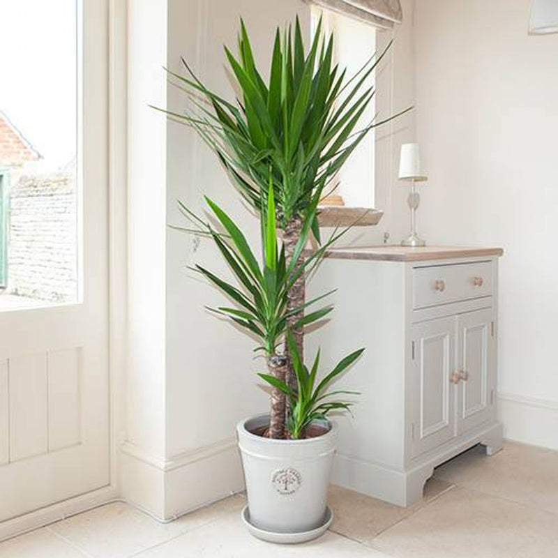 Yucca 3 stem 90/45/20cm - 1.3m Tall in 24cm Pot