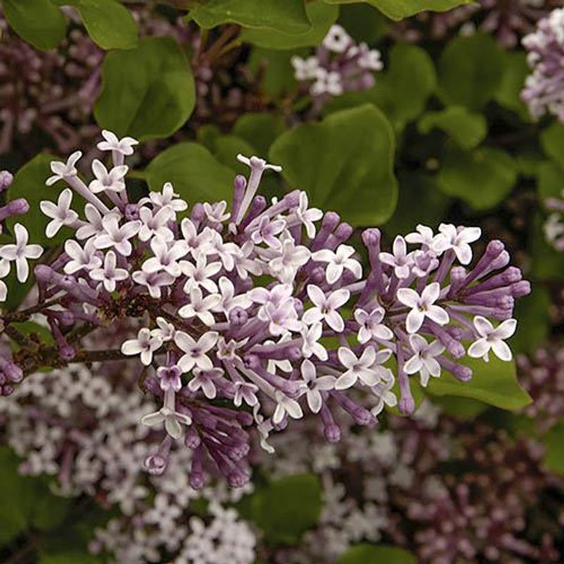 Syringa &