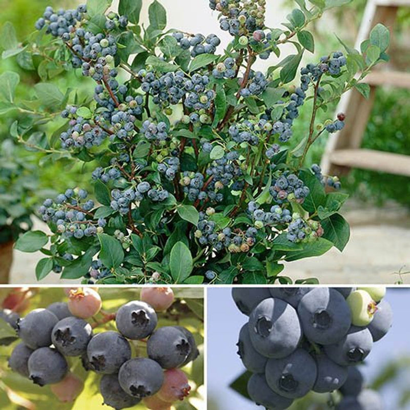 Blueberry Collection - Set of 3 Varieties