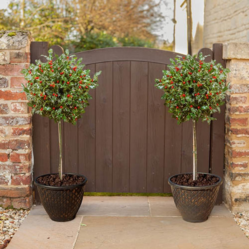 Pair of Holly Standards (Ilex Blue Maid)