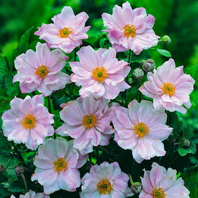 Hardy Japanese Anemone Collection x 3 Plants in 9cm Pots