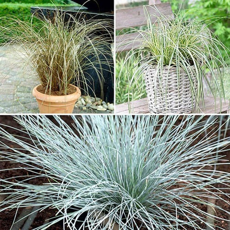 Colourful Ornamental Grasses x6 in 9cm Pots