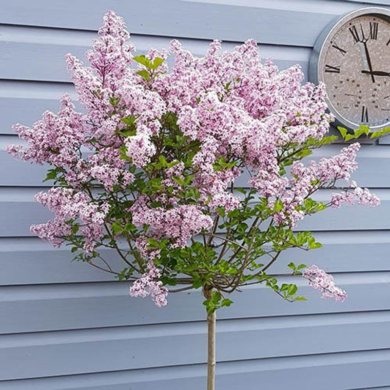 Syringa &