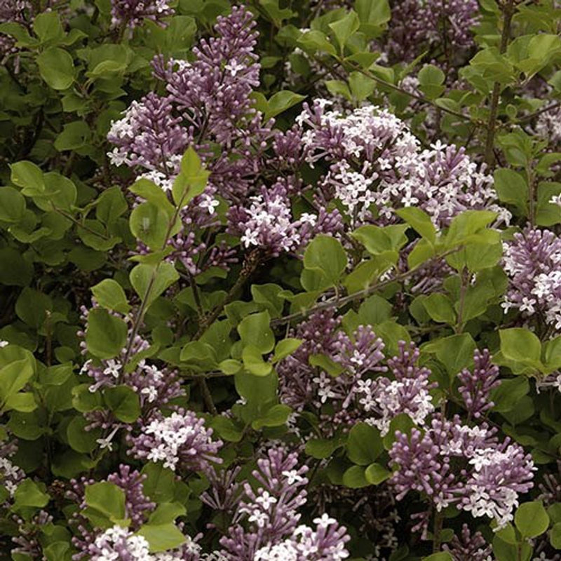 Syringa &