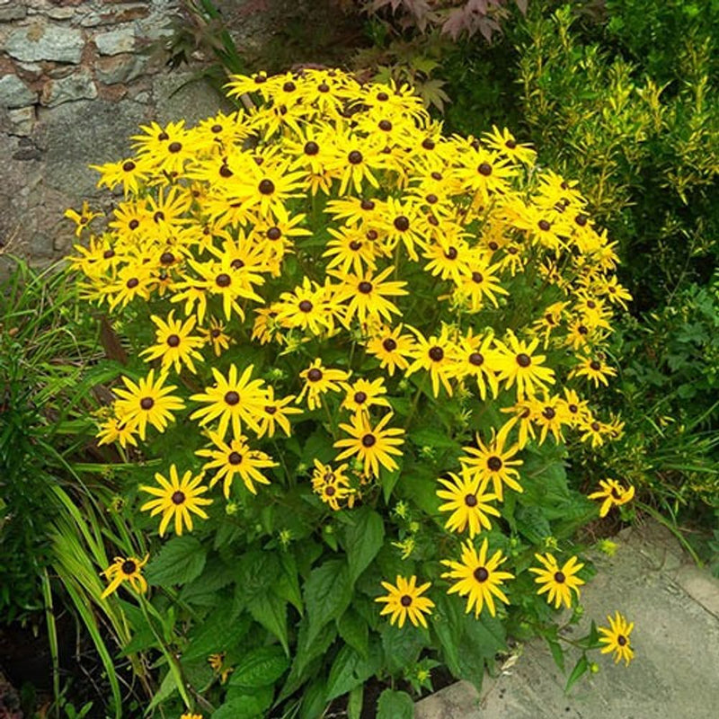Rudbeckia &