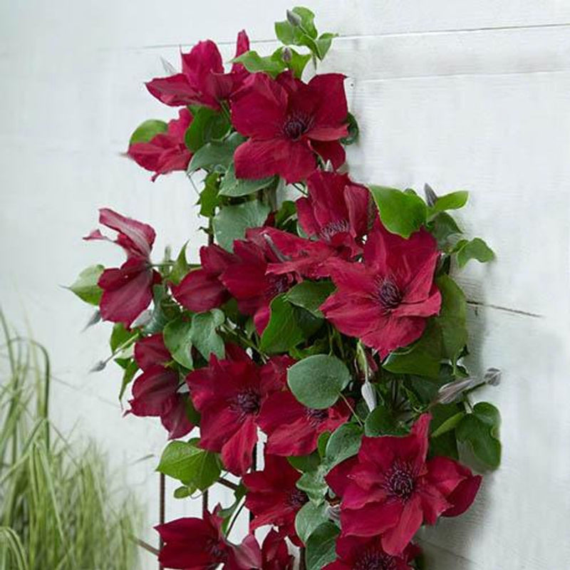 Clematis Patio Nubia Boulevard 10.5cm Pot