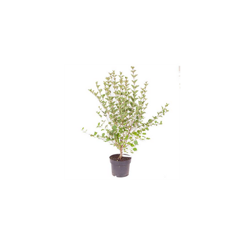 Syringa &