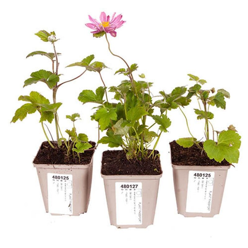 Hardy Japanese Anemone Collection x 3 Plants in 9cm Pots