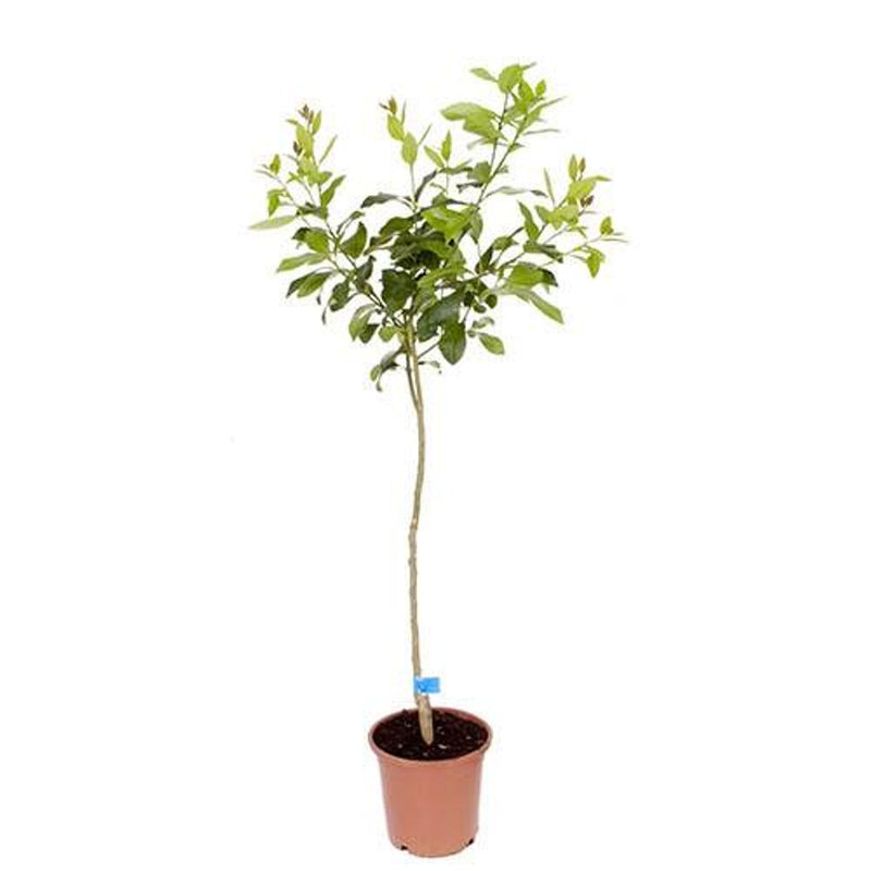 Pair of Large Citrus Trees in 6.5L Pots with Citrus Feed