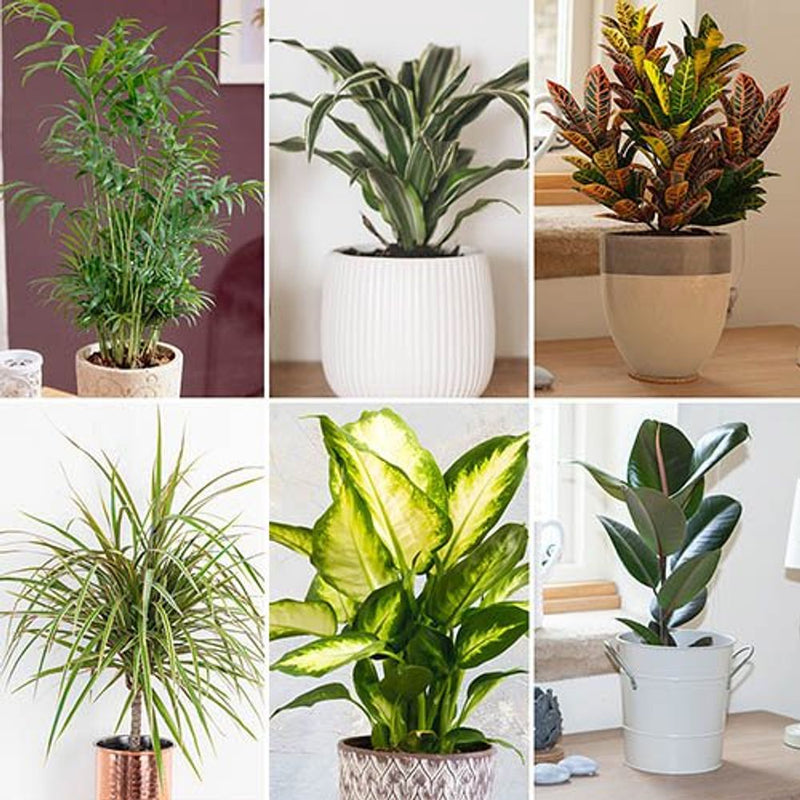Mixed Houseplant Collection x 6 plants in 12cm Pots