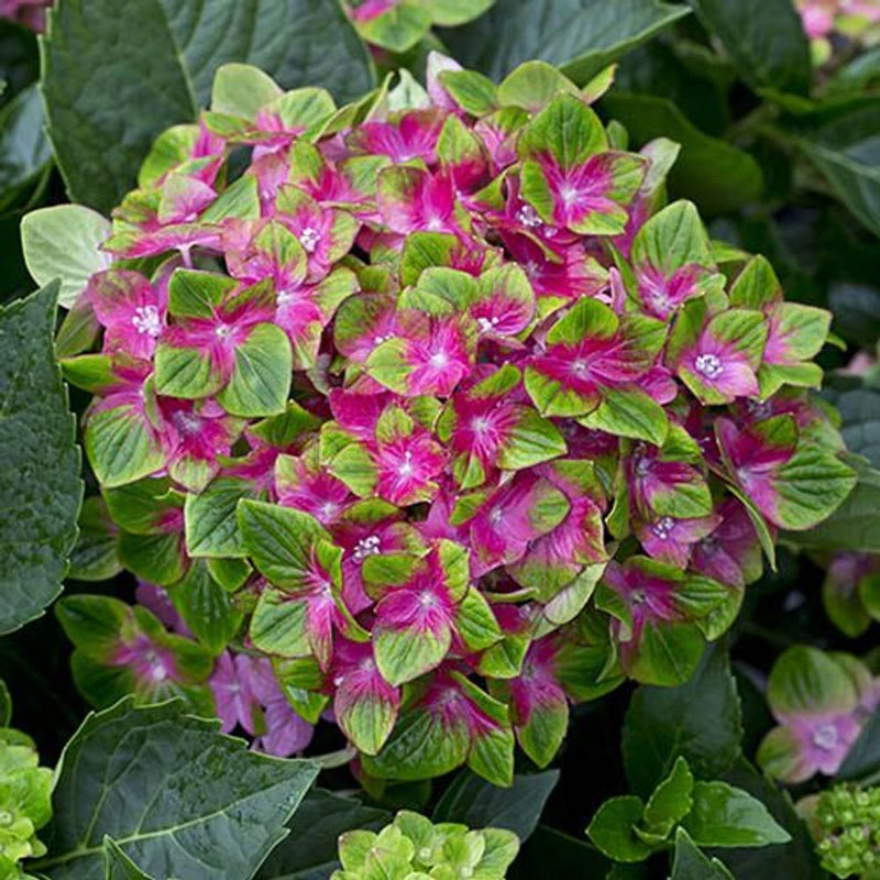 Pair of Hydrangea &