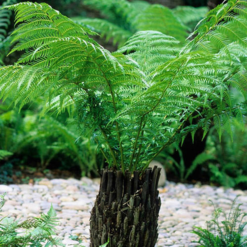 Tree Fern &