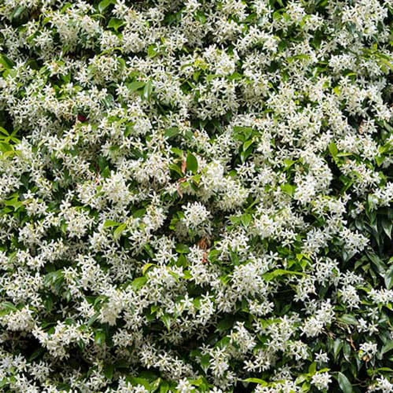 Trachelospermum Jasminoides &