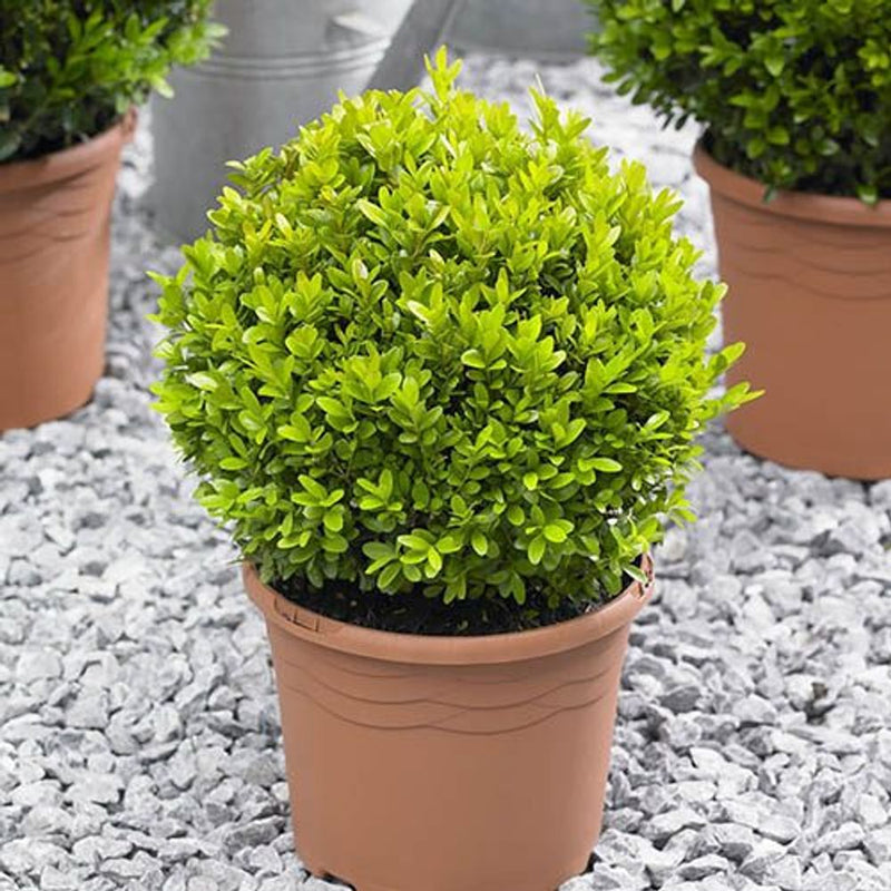 Pair of Buxus Balls 20-25cm Diameter