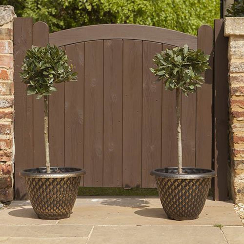 Pair of Standard Bay Trees 70-80cm tall