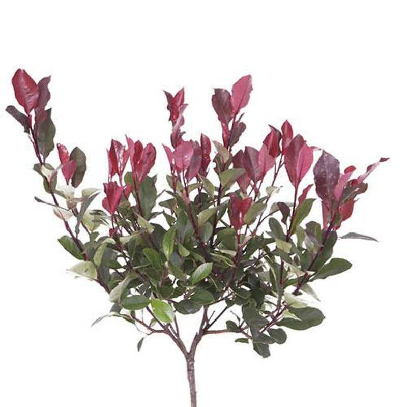 Photinia &