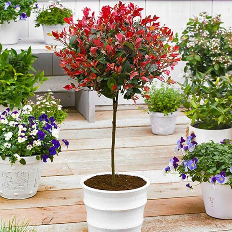 Photinia &