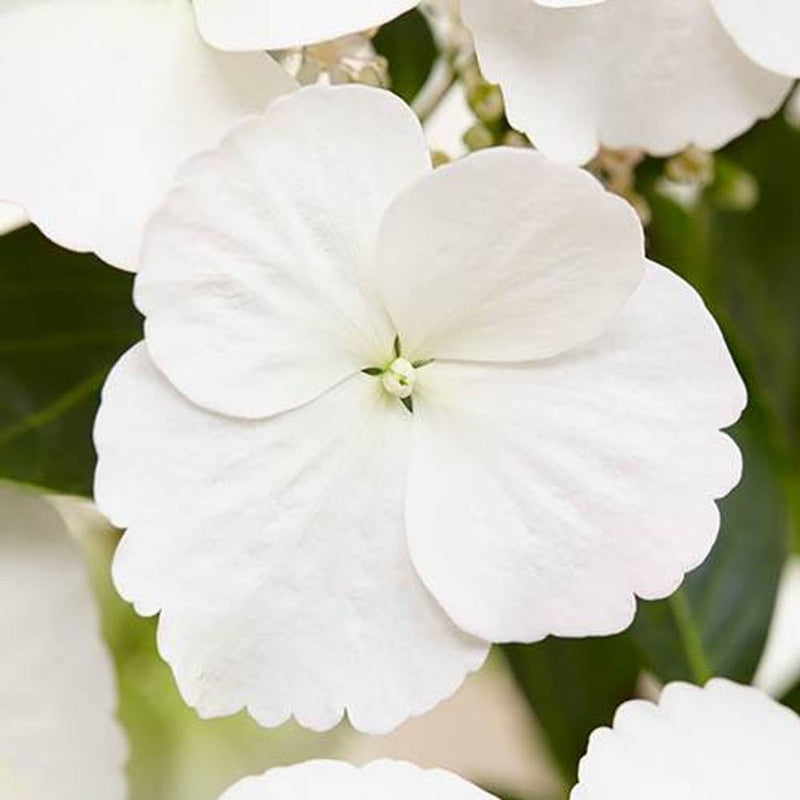 Hydrangea &
