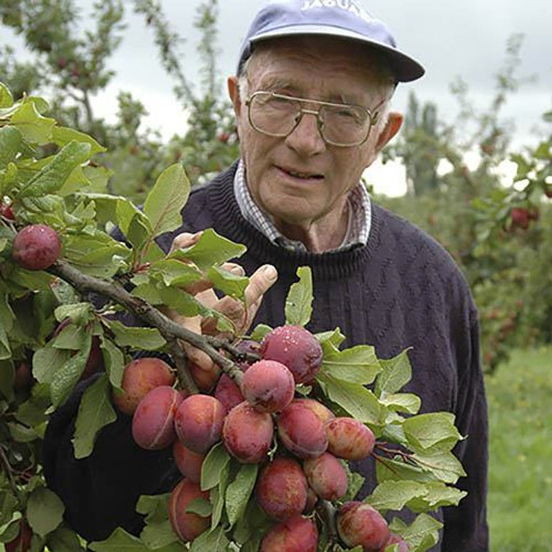 Plum &